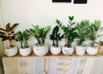 Phong phú các lựa chọn cây cho bạn