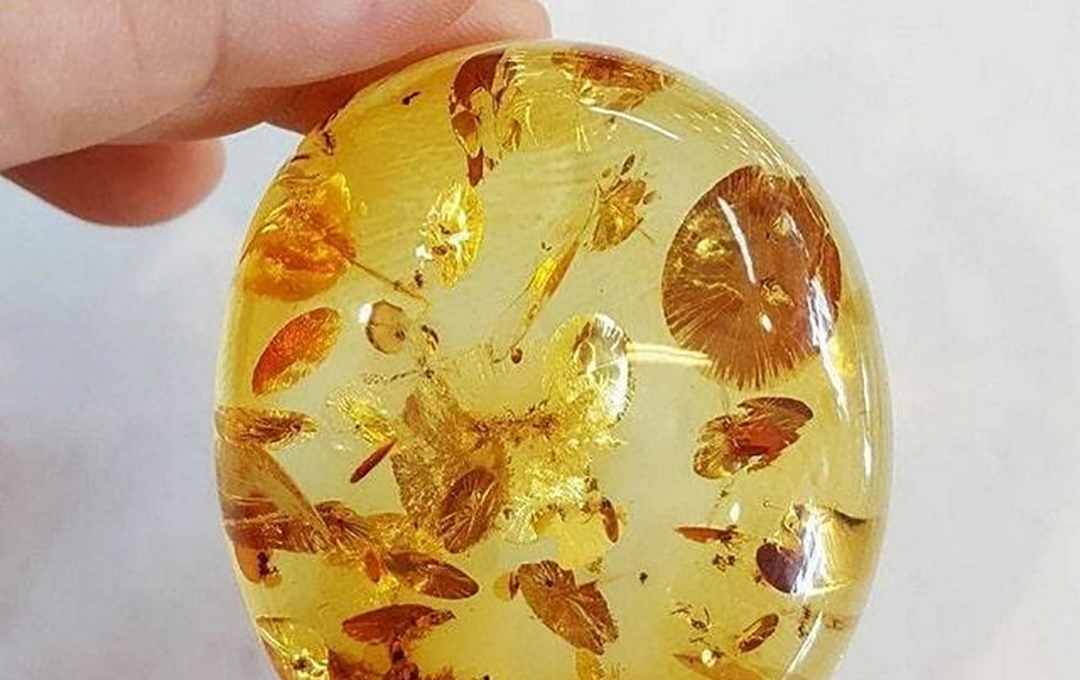 Hổ phách hay Amber là một thứ được giới nhà giàu săn lùng