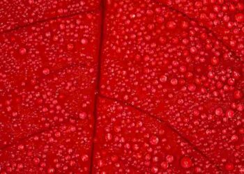 Mỗi màu sắc đỏ lại sở hữu ý nghĩa riêng biệt