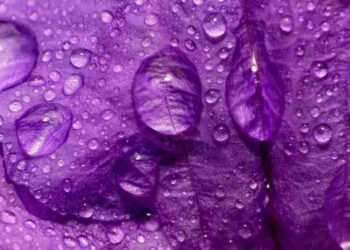 Màu tím được phân loại thành nhiều dạng