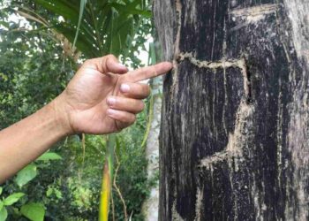 Trầm Hương là gì? Có những loại trầm hương nào hiện nay