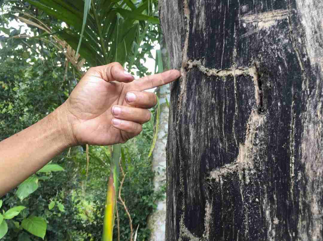 Trầm Hương là gì?