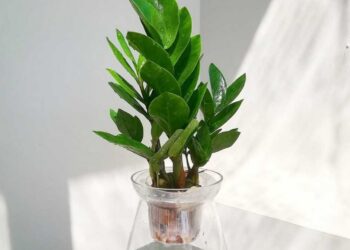 Mệnh Kim hợp cây gì? Hướng dẫn lựa chọn cây phong thủy