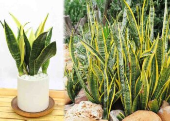 Mệnh thổ hợp cây gì để giúp có được may mắn, tài khí