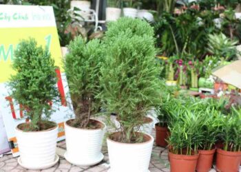 Mệnh Thủy hợp cây gì? Lựa chọn cây cảnh hợp phong thủy