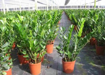 Cây phong thủy trong nhà mang lại nhiều điều may mắn.