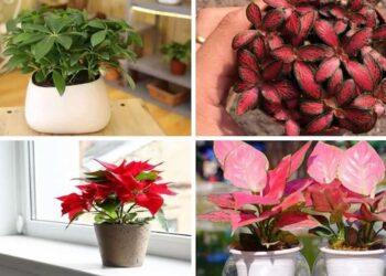 Mệnh hỏa hợp cây gì? 10 loại cây cho mệnh Hỏa tài lộc