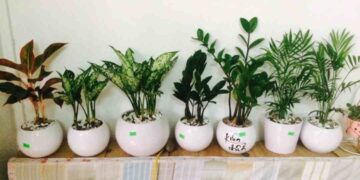 Phong phú các lựa chọn cây cho bạn