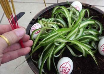 Nuôi ngải rất khó và đòi hỏi sự chăm sóc kỹ lưỡng 