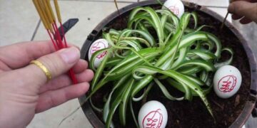 Nuôi ngải rất khó và đòi hỏi sự chăm sóc kỹ lưỡng 