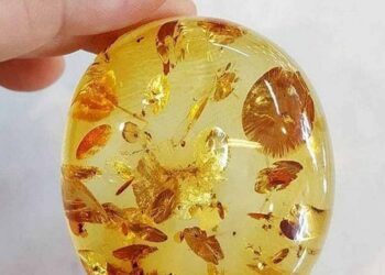 Hổ phách hay Amber là một thứ được giới nhà giàu săn lùng