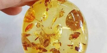 Hổ phách hay Amber là một thứ được giới nhà giàu săn lùng