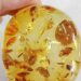 Hổ phách hay Amber là một thứ được giới nhà giàu săn lùng