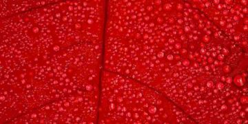 Mỗi màu sắc đỏ lại sở hữu ý nghĩa riêng biệt