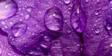 Màu tím được phân loại thành nhiều dạng