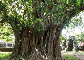 Giải thích hiện tượng cây Bồ Đề mọc trên nhà tốt hay xấu