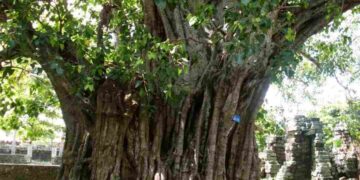 Giải thích hiện tượng cây Bồ Đề mọc trên nhà tốt hay xấu