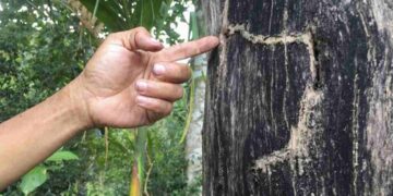 Trầm Hương là gì? Có những loại trầm hương nào hiện nay