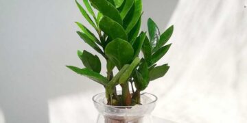 Mệnh Kim hợp cây gì? Hướng dẫn lựa chọn cây phong thủy