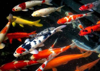 Mệnh kim nuôi cá gì mang lại phong thủy tốt và may mắn