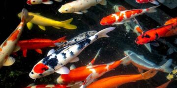 Mệnh kim nuôi cá gì mang lại phong thủy tốt và may mắn