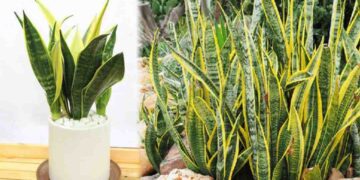 Mệnh thổ hợp cây gì để giúp có được may mắn, tài khí