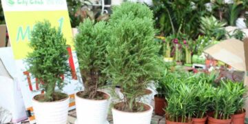 Mệnh Thủy hợp cây gì? Lựa chọn cây cảnh hợp phong thủy