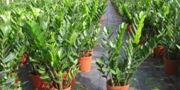 Cây phong thủy trong nhà mang lại nhiều điều may mắn.