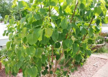 Công dụng của cây bồ đề