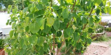 Công dụng của cây bồ đề