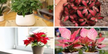 Mệnh hỏa hợp cây gì? 10 loại cây cho mệnh Hỏa tài lộc