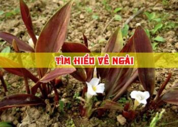 Nuôi ngải cầu tài
