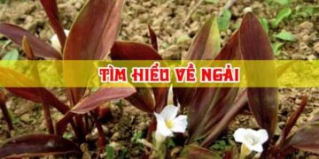 Nuôi ngải cầu tài